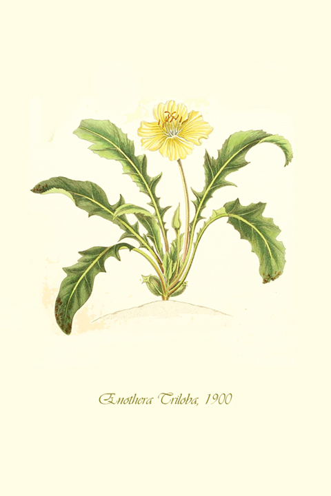 Fascikla 7, list 10
