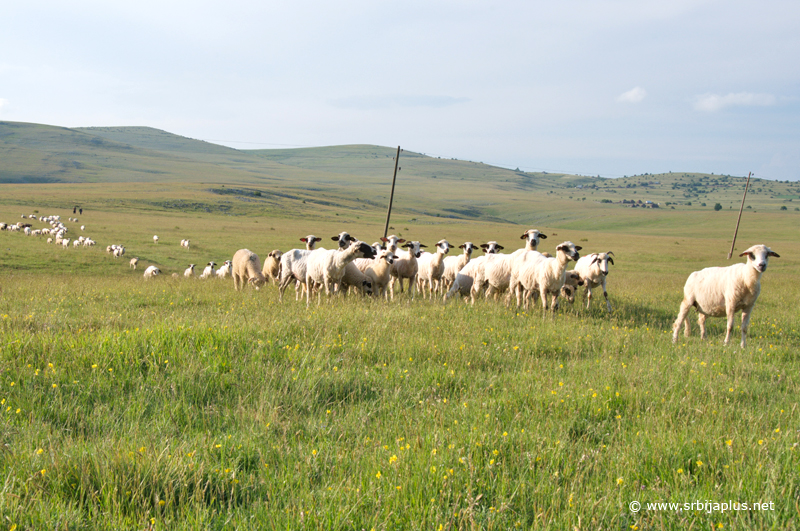 Peštersko polje proglaglašeno je 2015. godine za specijalni rezervat prirode